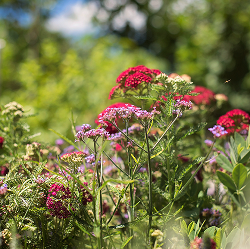 Friday Favorites: Papillon Perennials