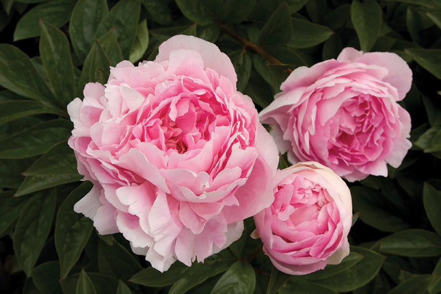 OldFashioned Flowers ST. LOUIS HOMES & LIFESTYLES