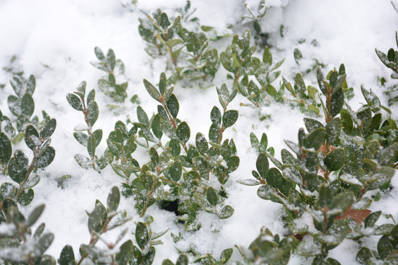 MOTM FreezeProof Plants ST. LOUIS HOMES & LIFESTYLES