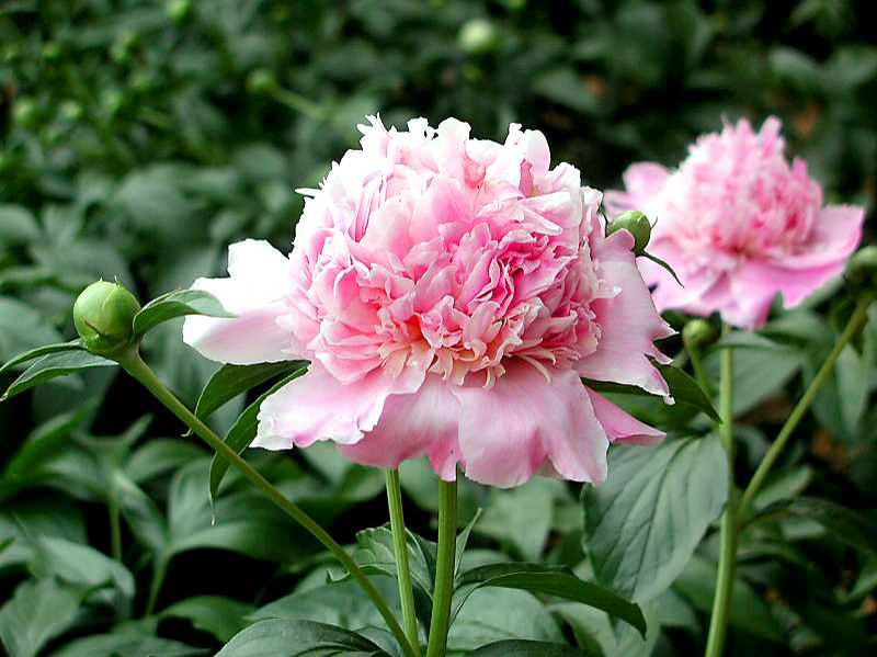 4 Unique Valentines Flowers