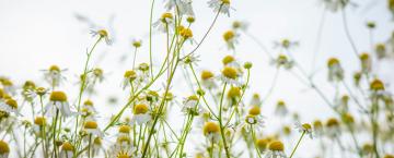 Tea Time All the Time