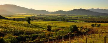 Chilean Wine Family Celebrates the Land's Pure Bounty