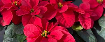 Holiday Glow