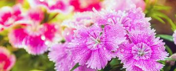 Burst of Color