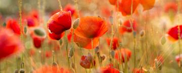 The Piedmont in Summer