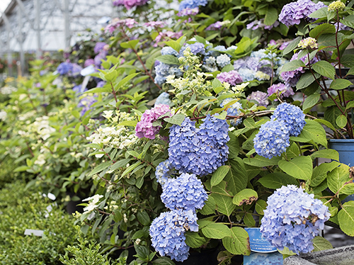 Friday Favorites: SummerWinds Nursery 