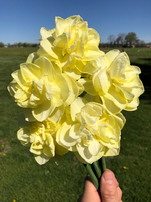 Daffodil Dreams ST. LOUIS HOMES & LIFESTYLES