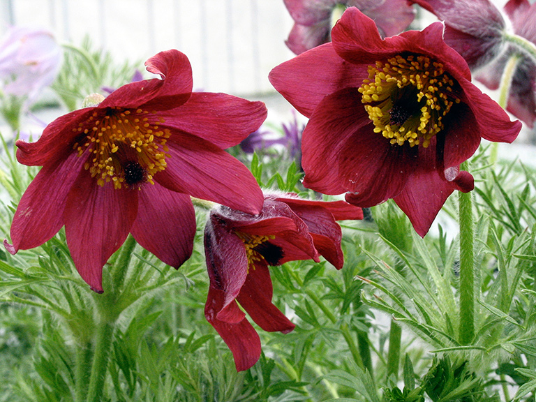 OldFashioned Flowers ST. LOUIS HOMES & LIFESTYLES