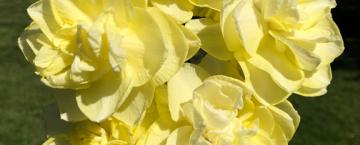 Daffodil Dreams