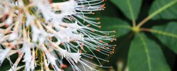 Distinctive Species 