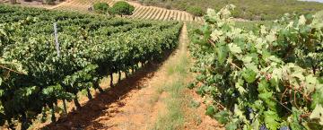 A Spanish Wine Family with History On Their Side