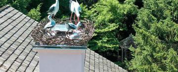 What the Stork Left