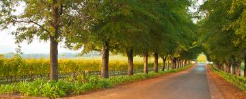 South Africa's "First Lady of Pinotage"