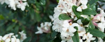 Fragrant Flowers