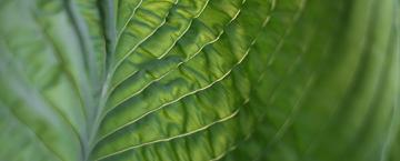 Friendly Foliage