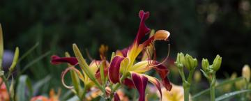 A Gardening Legacy 