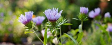 Lifelong Learning Equals a Glorious Garden
