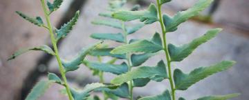 Unique Outdoor Ferns 