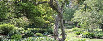 Hosta Haven