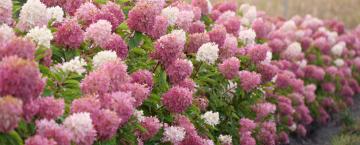 Hedgerow How-To