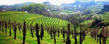 Tending to the King of Italian White Grapes