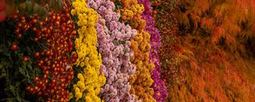 Cascading Mums