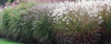 Ornamental Grasses