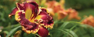 Planting Passions