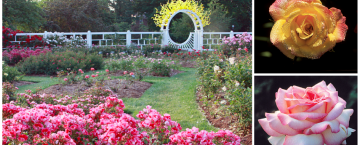 Rose Gardens