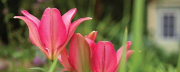 The Music of the Garden
